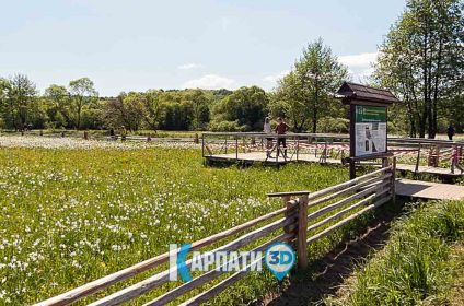 Долина нарцисів