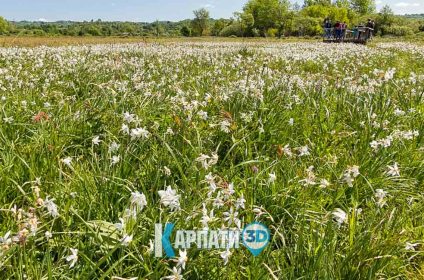 Долина нарцисів