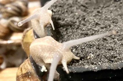 Равликова ферма