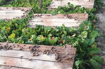 Равликова ферма