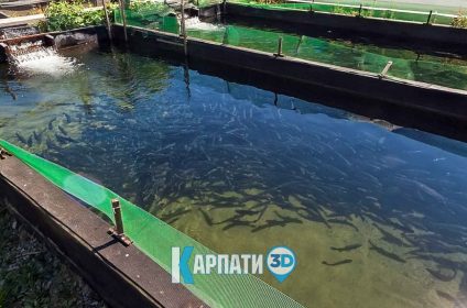 Форелева садиба Колочава