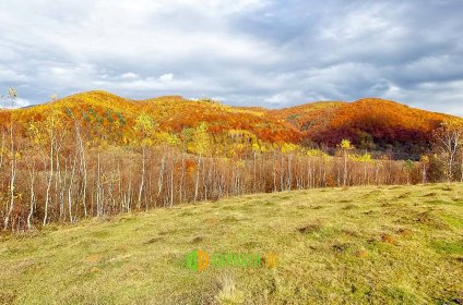 Віртуальна екскурсія Золота Осінь у Карпатах