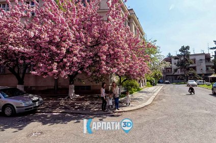 Ужгород Цвітіння сакури Відпочинок у Карпатах у 3Д