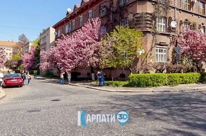 Цвітіння сакури