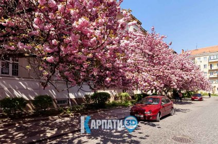 Ужгород Цвітіння сакури