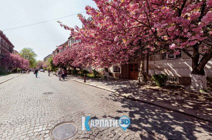 Цвітіння сакури в Ужгороді