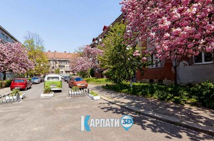 Цвітіння сакури в Ужгороді