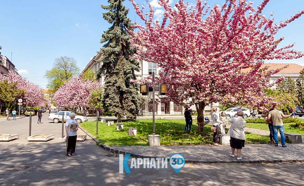Цвітіння сакури в Ужгороді