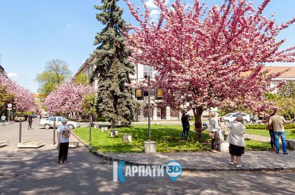Цвітіння сакури в Ужгороді