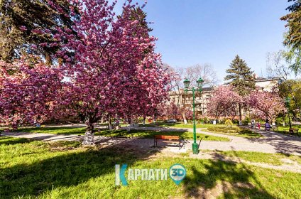 Ужгород Цвітіння сакури Відпочинок у Карпатах у 3Д