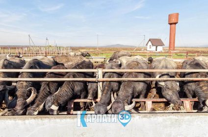 ферма Карпатський буйвіл