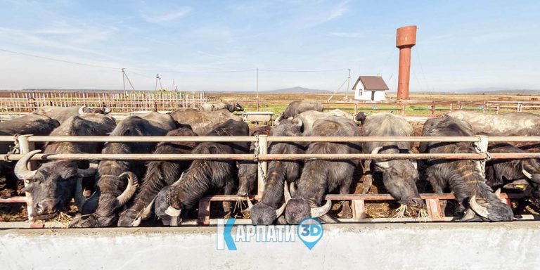 Ферма «Карпатський буйвіл»